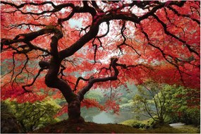Red Japanese Maple, Portland, Oregon képe (90x60 cm)