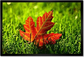 Bekeretezett poszterek 60x40 Őszi levél a füvön