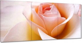 Vászonkép 180x90 Finom rózsa