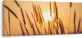 Kép - Füvek a napon (120x50 cm)