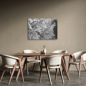 Üveg kép - Lucfenyő erdő (70x50 cm)
