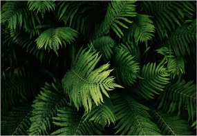 Fotótapéta Zöld Páfránylevelek Növények 416x254