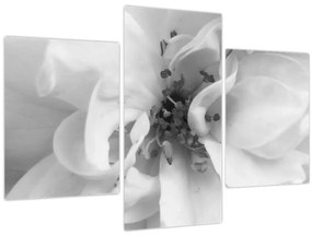 Kép - Virág, fekete-fehér (90x60 cm)