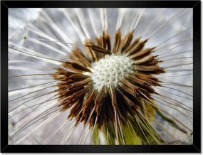 Poszterek keretben 40x30 Pitypang Virág Virágok