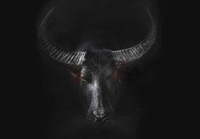 Flizelin fotótapéta Fekete Bivaly a természet ereje a falon 368x280 +ragasztó