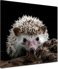 Vászonkép 90x90 Okos sündisznó az ágon