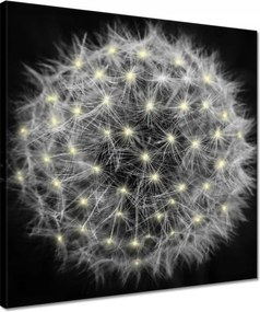 Vászonkép 40x40 Pitypang Virág Virágok