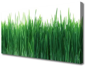 Vászonkép falra Grass Nature Plant 100x50 cm