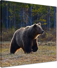 Vászonkép 40x40 Állatok