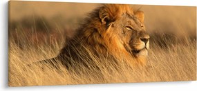Kép - Etosha Nemzeti Park (120x50 cm)