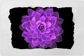 Poszterek 90x60 Találkozás a virággal