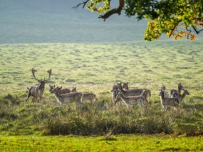 Poszter 40x30cm Csorda, Assaf Frank