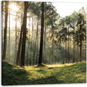 Vászonkép Erdő Fák Nap Természet 90X90 cm Ajándéknak is tökéletes