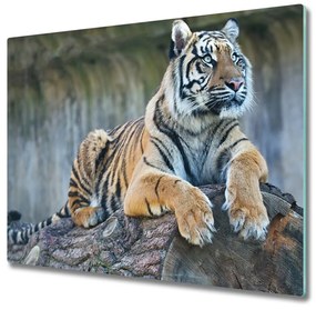 Üveg vágódeszka Tigris 60x52 cm