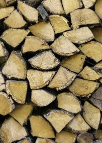 Poszter 64x90cm Fa rönkök, Assaf Frank