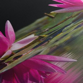 A tavirózsa képe a vízen (90x60 cm)