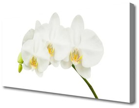 Vászonkép Rügyek orchidea virágok Természet 100x50 cm