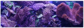 Poszterek 200x66 Víz alatti tengeri világ