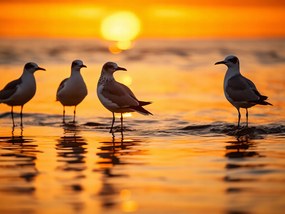 Poszter 80x60cm Sirály mese