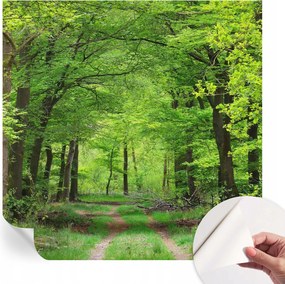 Öntapadós tapéta Divatos 3D fali ragasztóval Erdei ösvény 250x250 cm