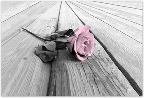 Poszterek 200x135 Púderrózsaszín Old pink Rose