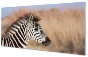 Akrilkép zebra 100x50 cm 2 fogas