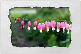 Poszterek 120x80 MĂĄria szĂve