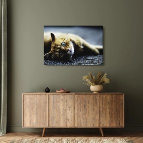 Macska képe (90x60 cm)