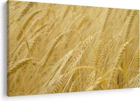 Kép - Árpa (90x60 cm)