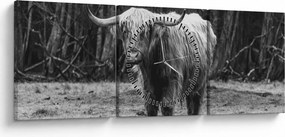 Kép - Skót tehén 3, fekete-fehér (órával) (90x30 cm)