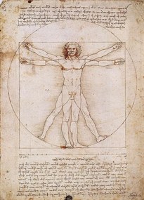 Vitruvian Man Festmény reprodukció, Leonardo Da Vinci, (50 x 70 cm)