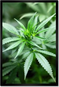 Poszterek keretben 40x60 Kender Bokor