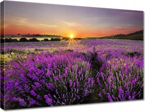 Vászonkép 70x50 Levendulamező Nyugat