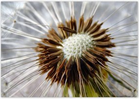 Poszterek 100x70 Pitypang Virág Virágok