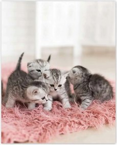 Poszterek 40x50 Cica Cicák