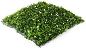 Hawaj virágos Buxus High műsövény | 100 x 100 cm