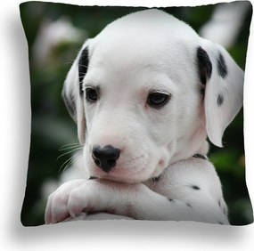 Párna Nagy 50*50 Kutya 15 Dalmata