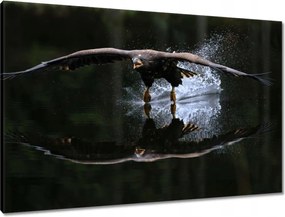 Képek 90x60 Madarak