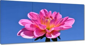 Festmények 120x60 Dália