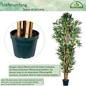PLANTASIA Műnövény bambusz 190 cm