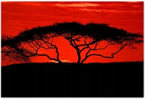 Poszterek 185x125 Akác Afrikában
