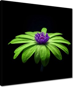 Vászonkép 40x40 Lime szirmok