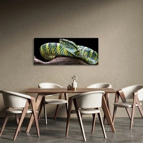 Kép - Wagler csörgőkígyó (120x50 cm)