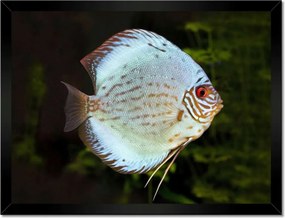 Poszterek keretben 40x30 Víz alatti élet Halak