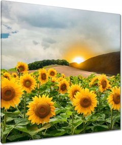 Vászonkép 90x90 Tájkép Napraforgók