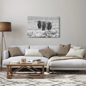 Kép - Skót tehenek, fekete-fehér (90x60 cm)