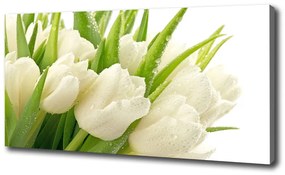Egyedi vászonkép Fehér tulipán oc-49549577