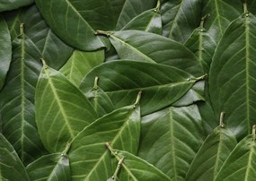 Poszter 59,4x42cm Zöld levelek, Assaf Frank