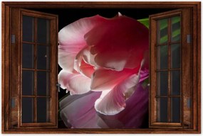Poszterek 90x60 Rózsaszín tulipán virág