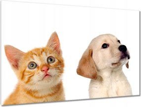 Képek 120x80 Cica Cicák